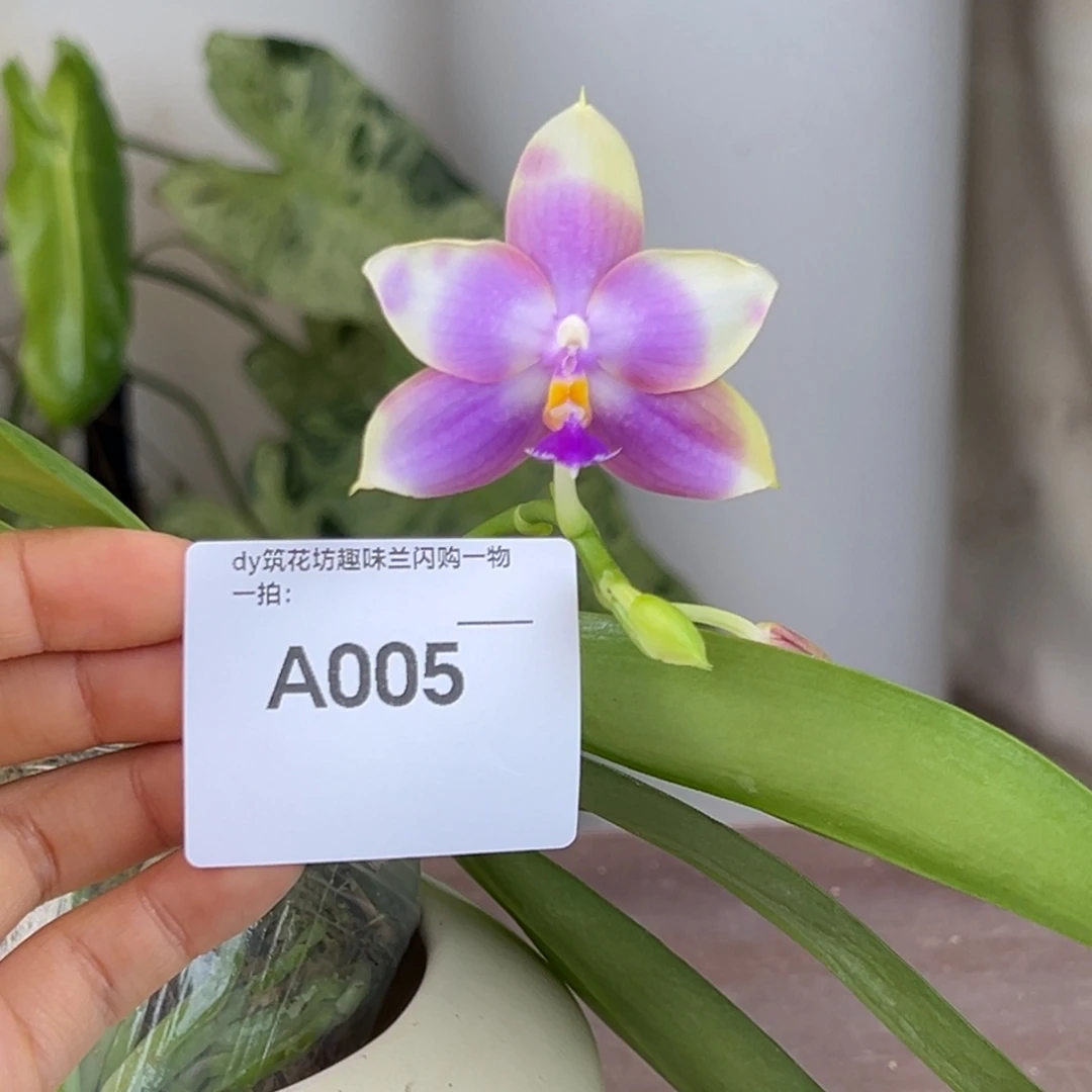 完全开放005号盲盒