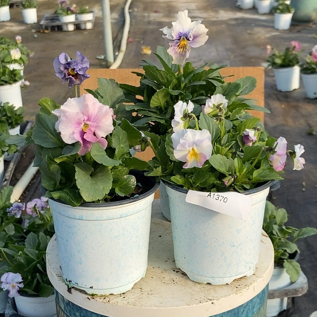 大部分花苞少量开放1370