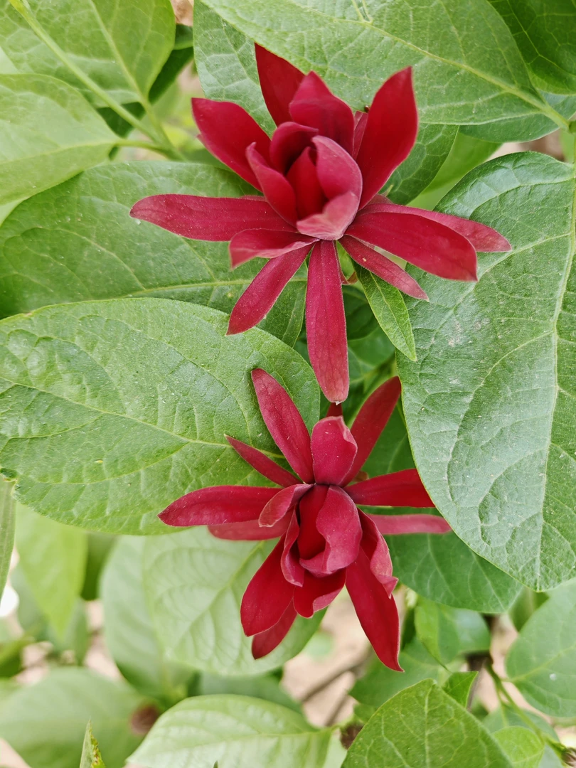 嫁接美国夏腊梅盆栽庭院植物