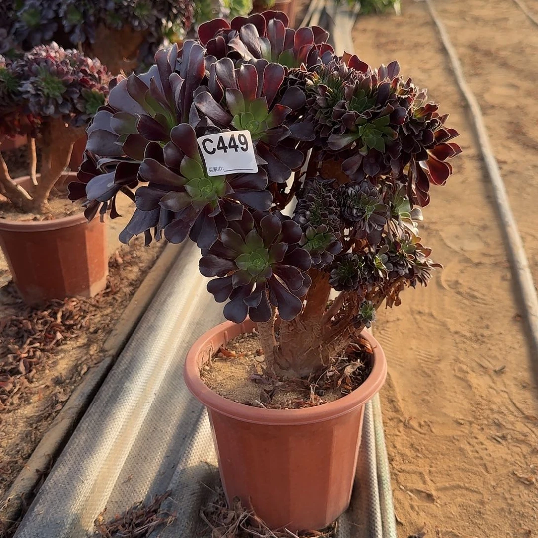 449欧紫朵朵一颗呀呀呀