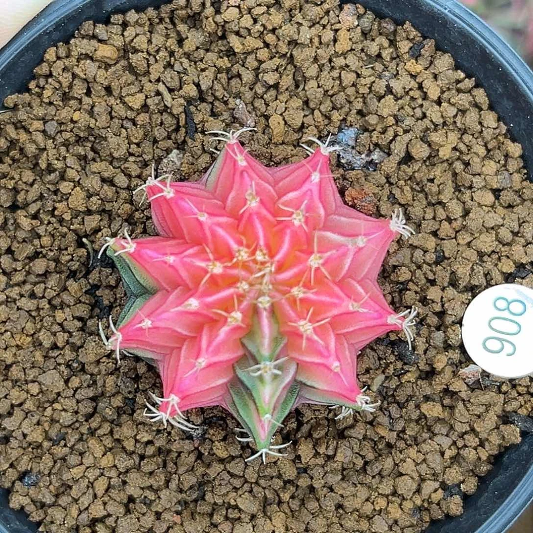 908    带盆土发货