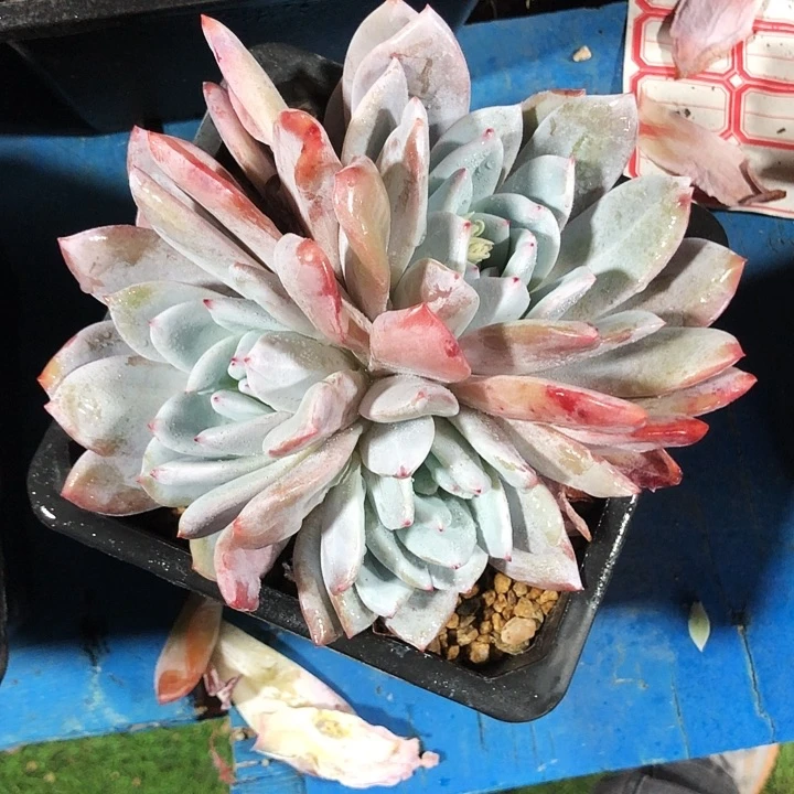 嫦娥大群多肉植物