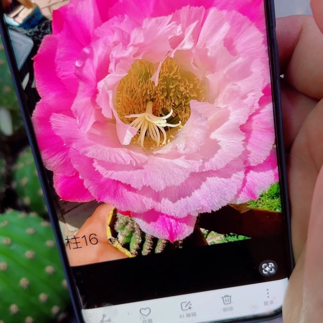 下7毛柱16 歪无根侧芽4公分左右20包邮