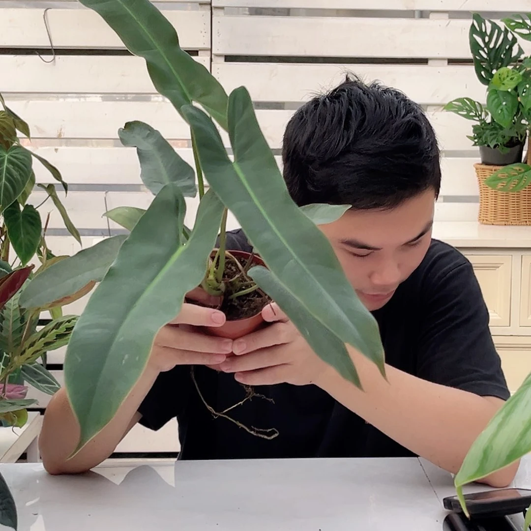 无花朵小圣灵蔓绿绒1一物一拍