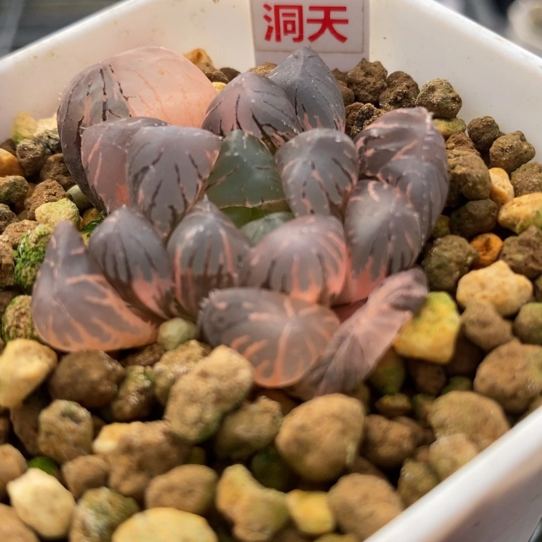 41紫罗兰玉露锦一物一拍