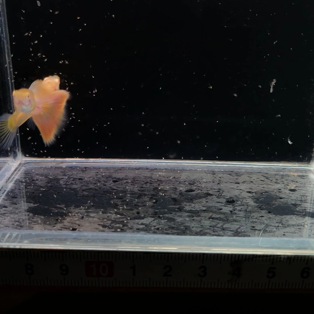 孔雀鱼彩虹天使一对