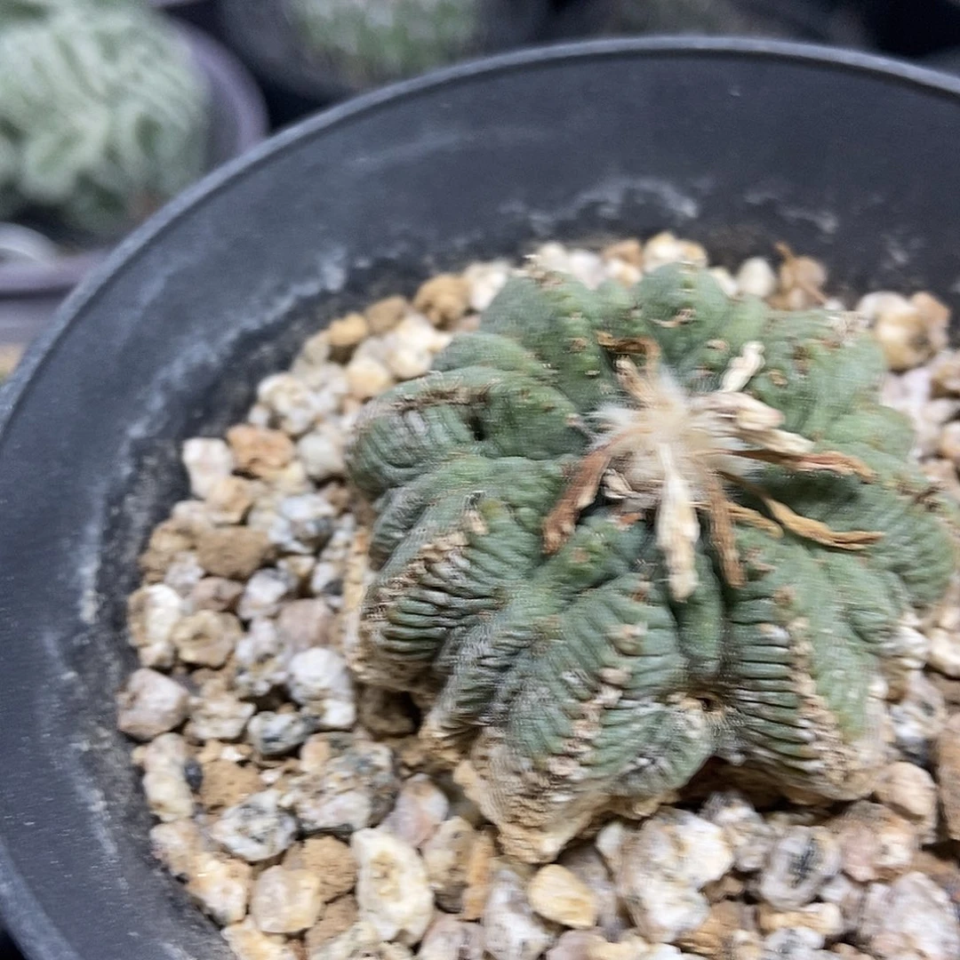 北***原老家老花笼仙人球1棵