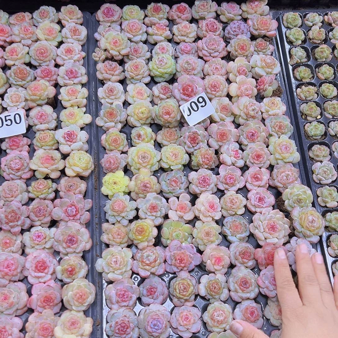 009七彩大冰魄穴盘5个19包邮