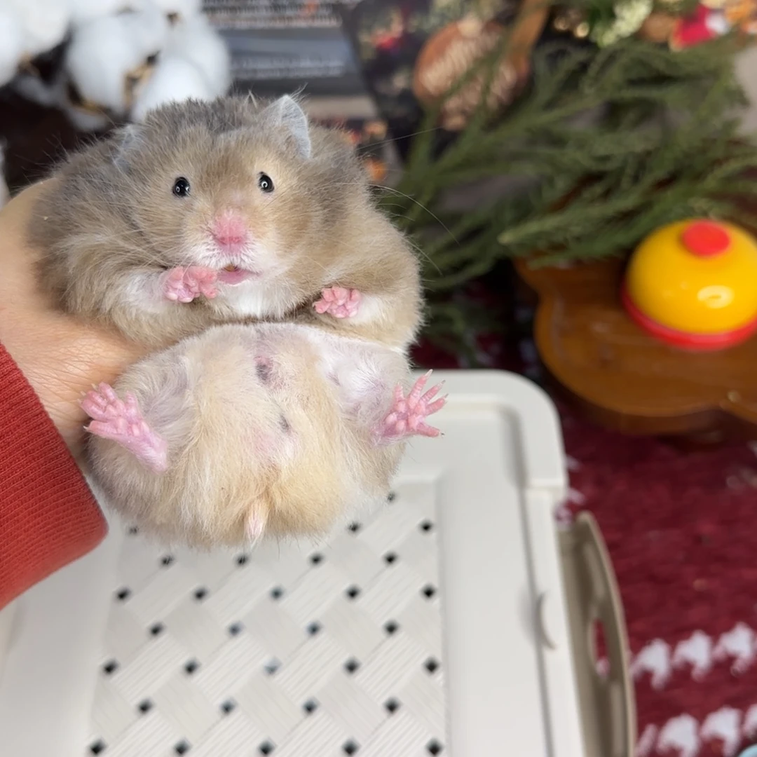 黑黄波弟弟11.8生日