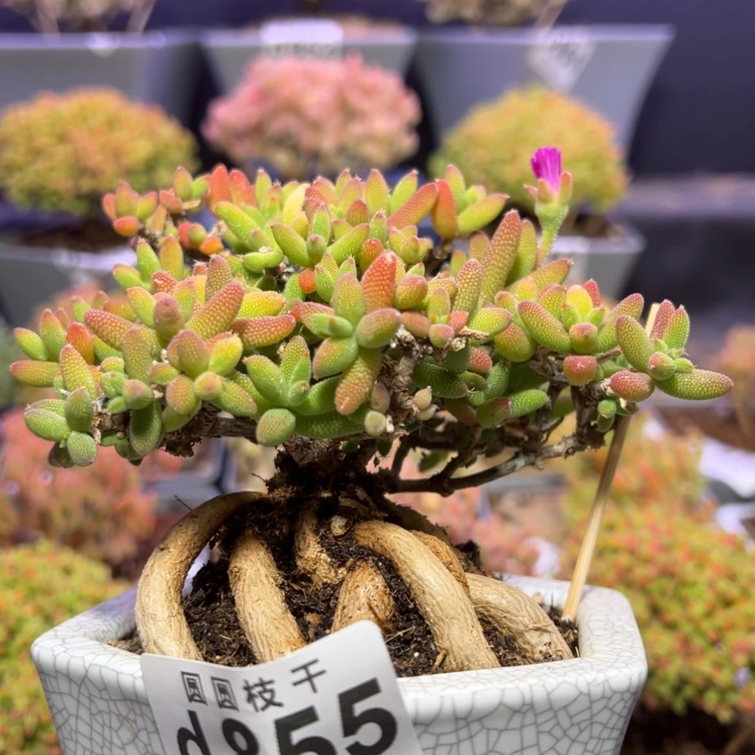 【闪购商品】d855提根老桩大玉米送盆