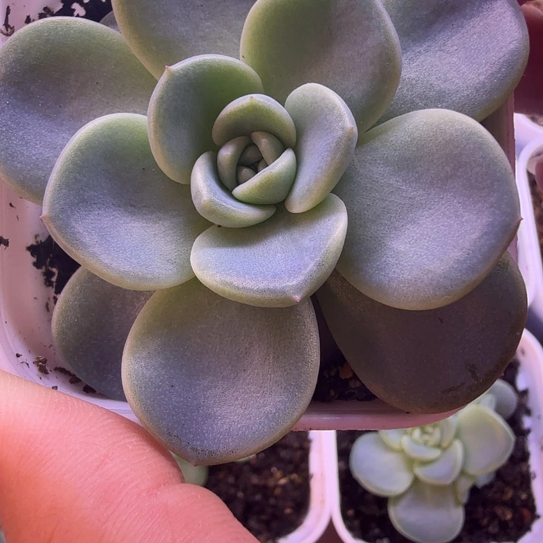 甜心5000叶插苗一物一拍