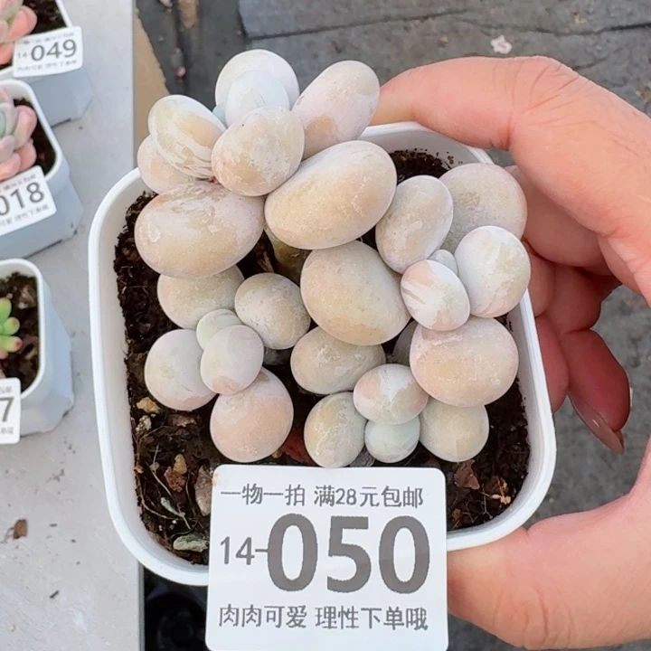 蛋黄奶无盆土发货多肉多