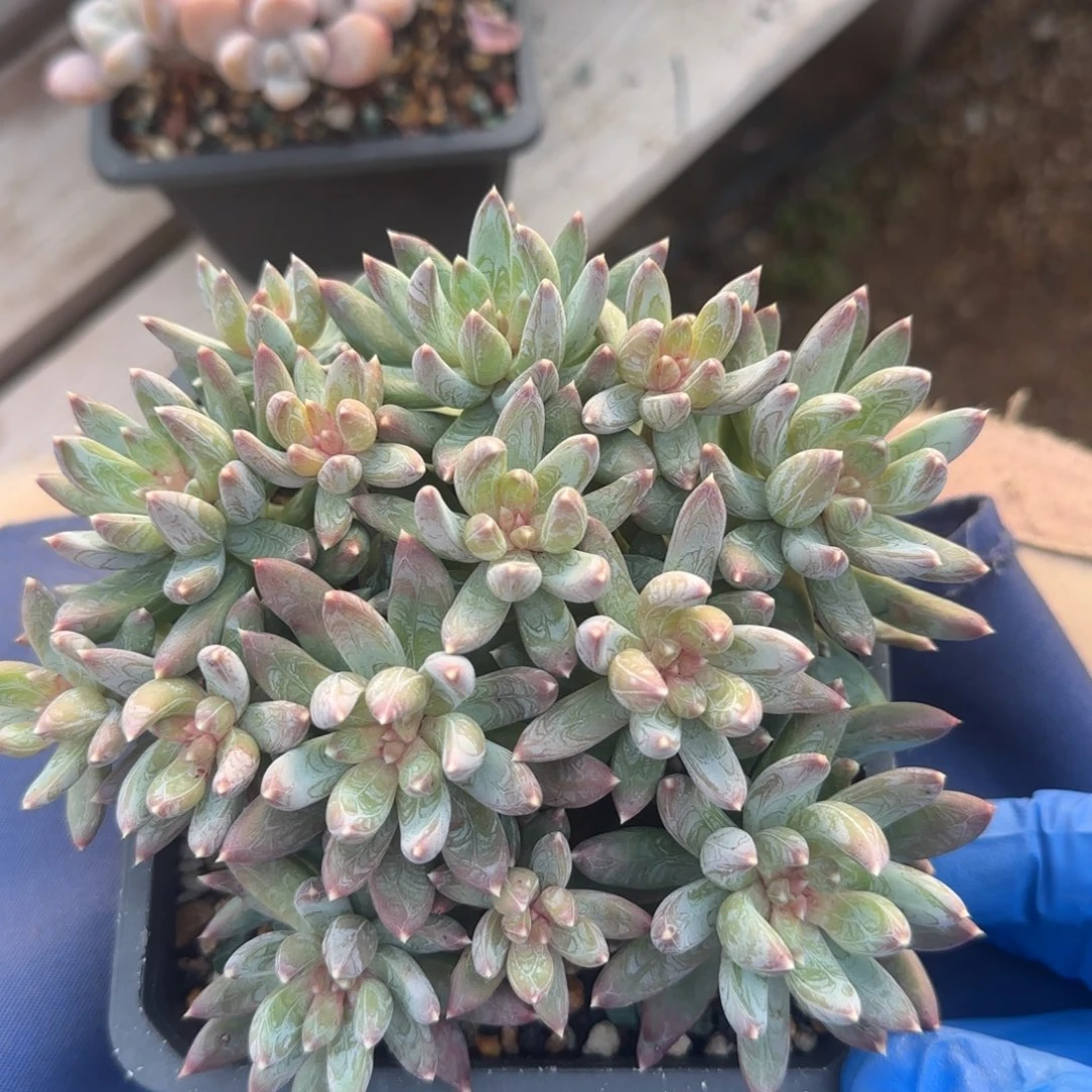 炫彩星群生五十包邮