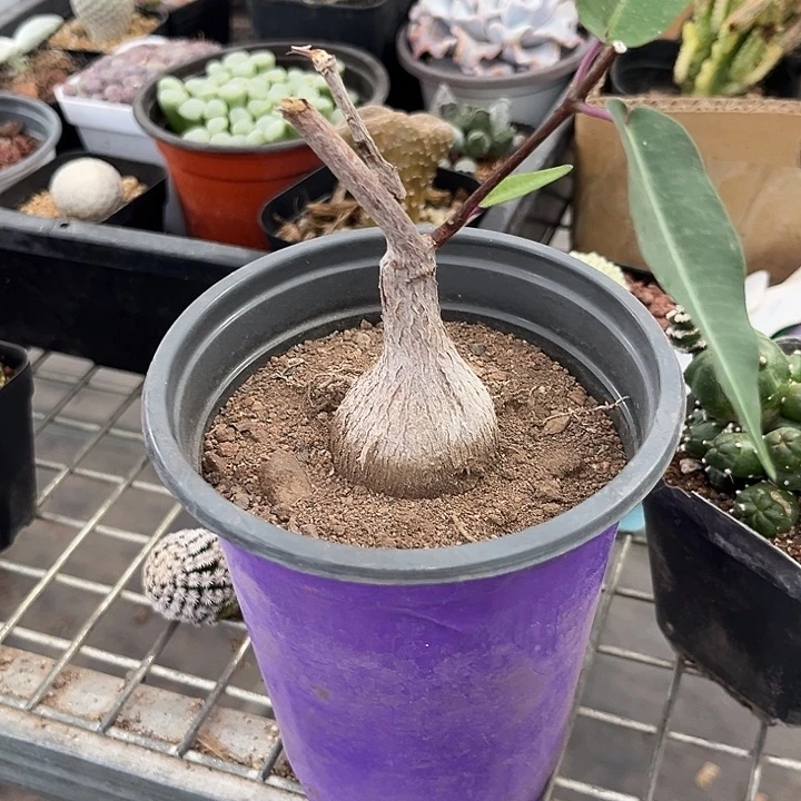 我也不知道我为什么要这样