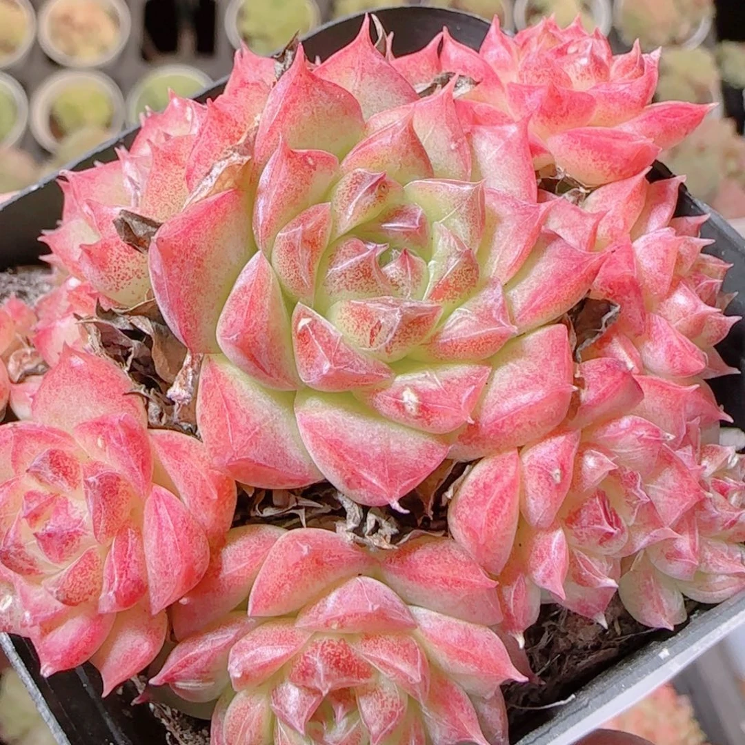花语逸镜1114-298散