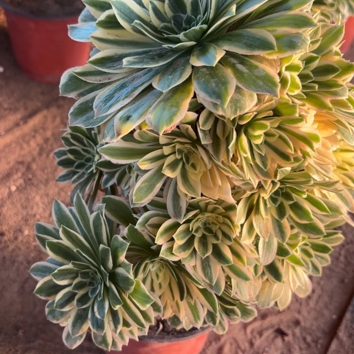 颜宁量拍一颗多肉断枝不包