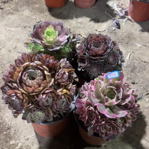 955多肉植物组合