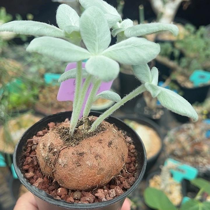 断崖女王多肉植物