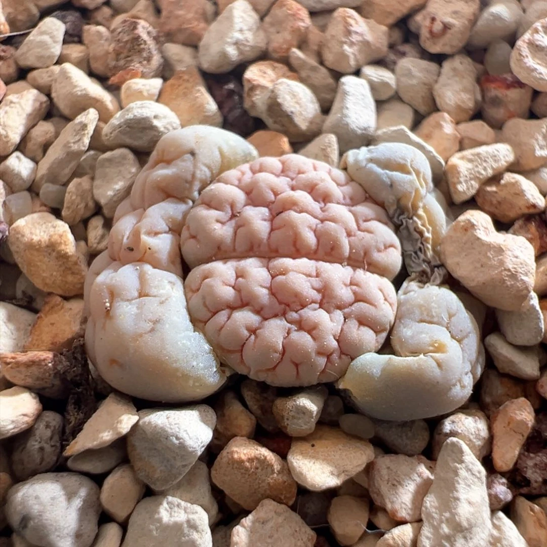 皮****圈795。青蛙优选189