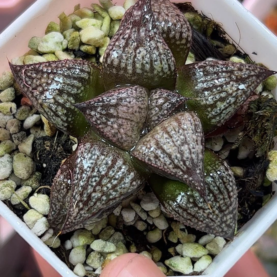 Eh青蟹十二卷多肉植物