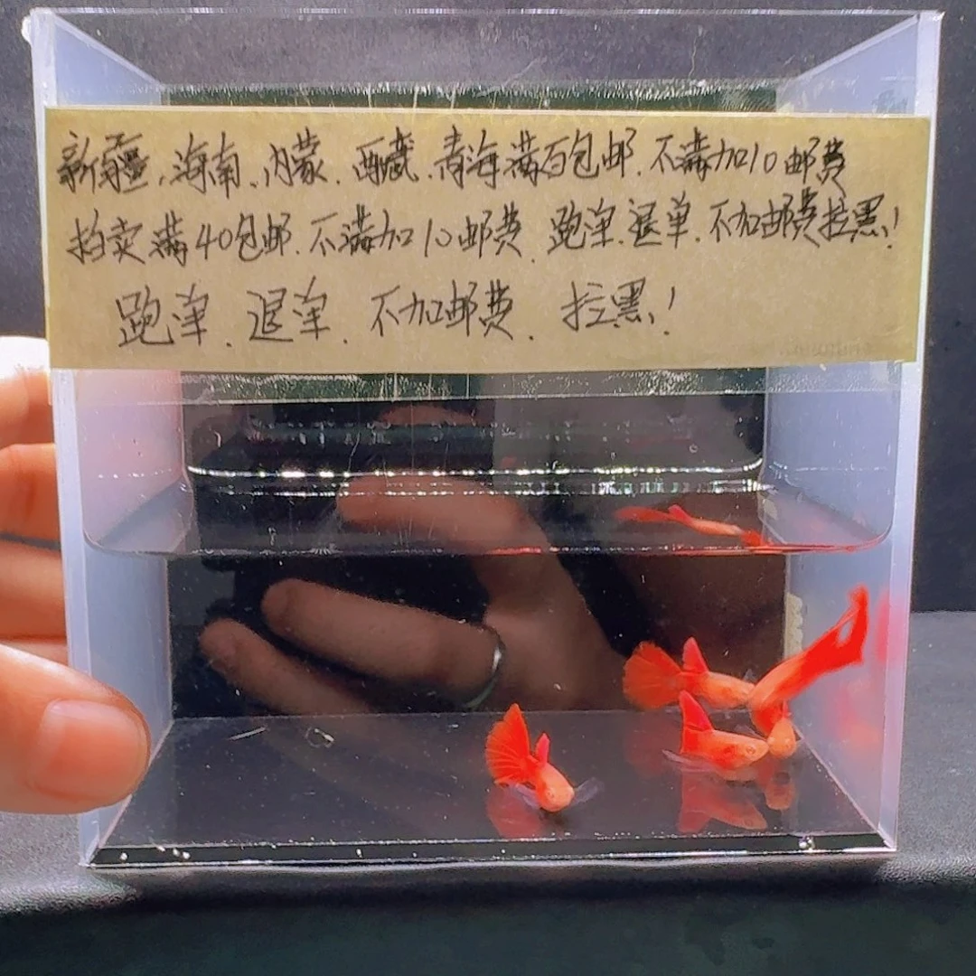 孔雀鱼血红长公5条