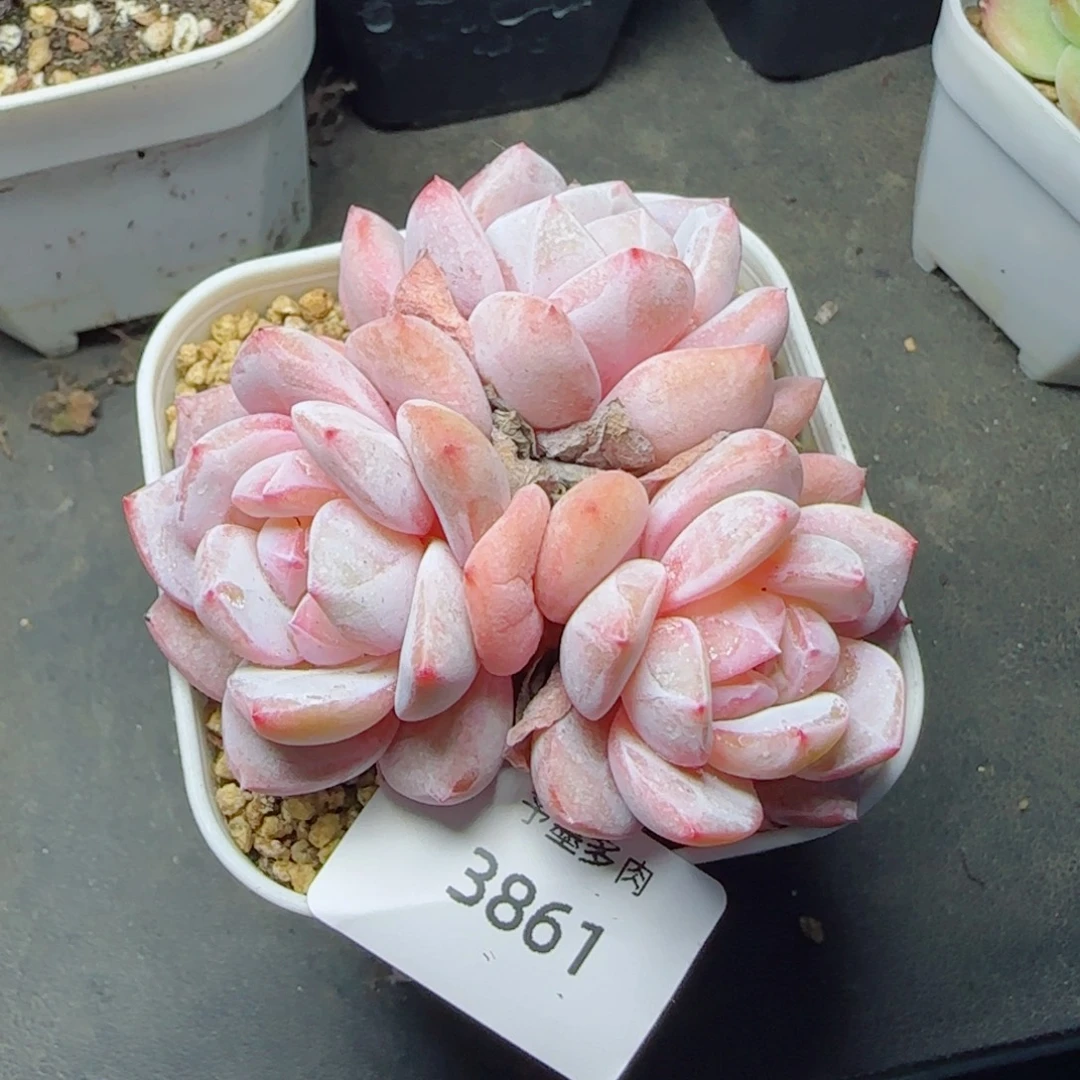 丸叶雪之魄，3861多肉植物
