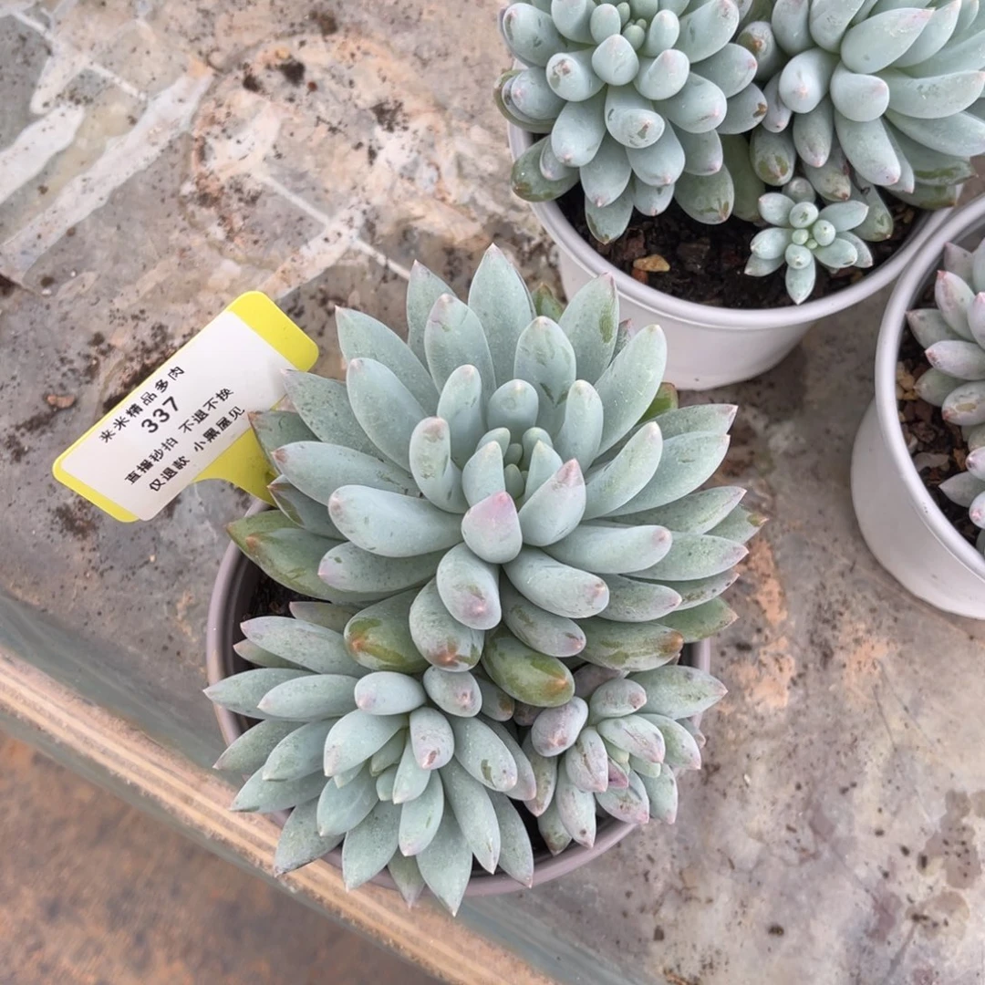 京*.337所罗门三头冠幅11