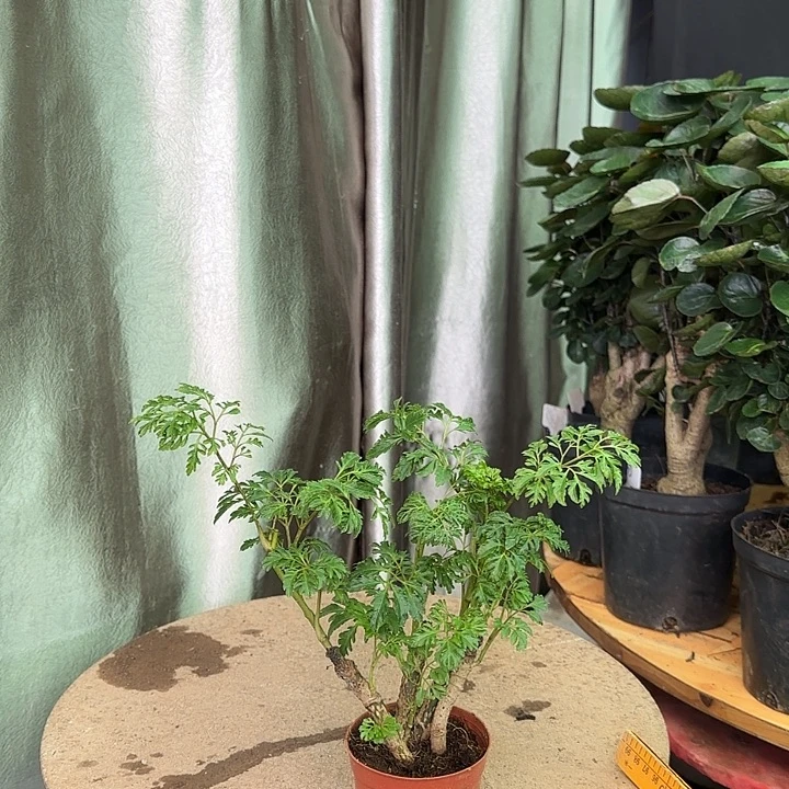 完全开放1111211212