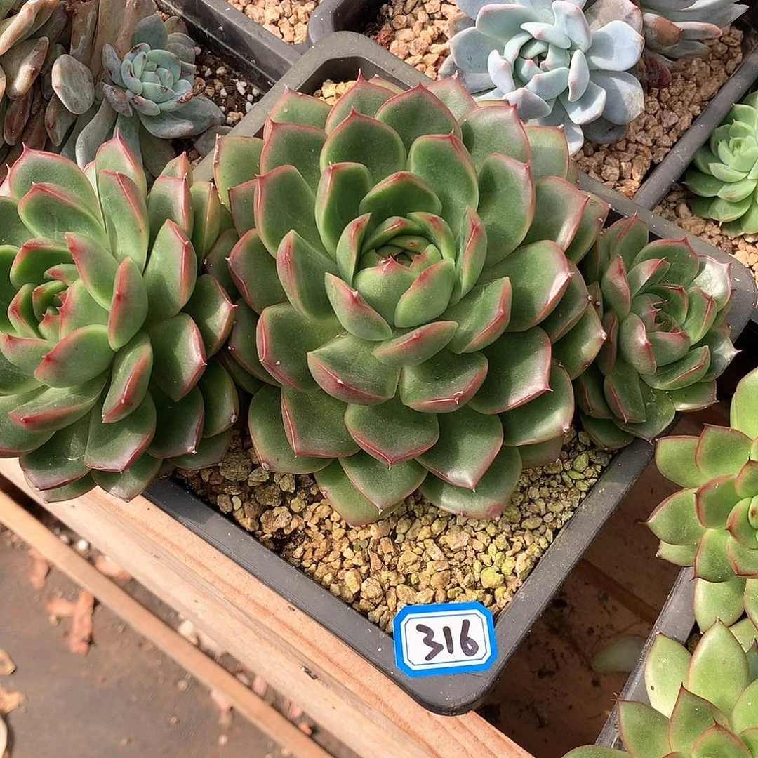 316 一物一拍多肉