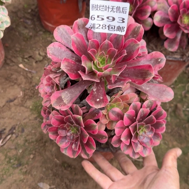 6593二号棚美杜莎C