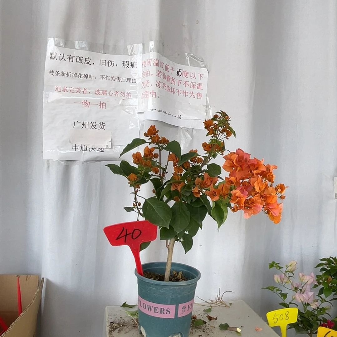 当前无花栽培后可以开花40绿叶橙盆苗