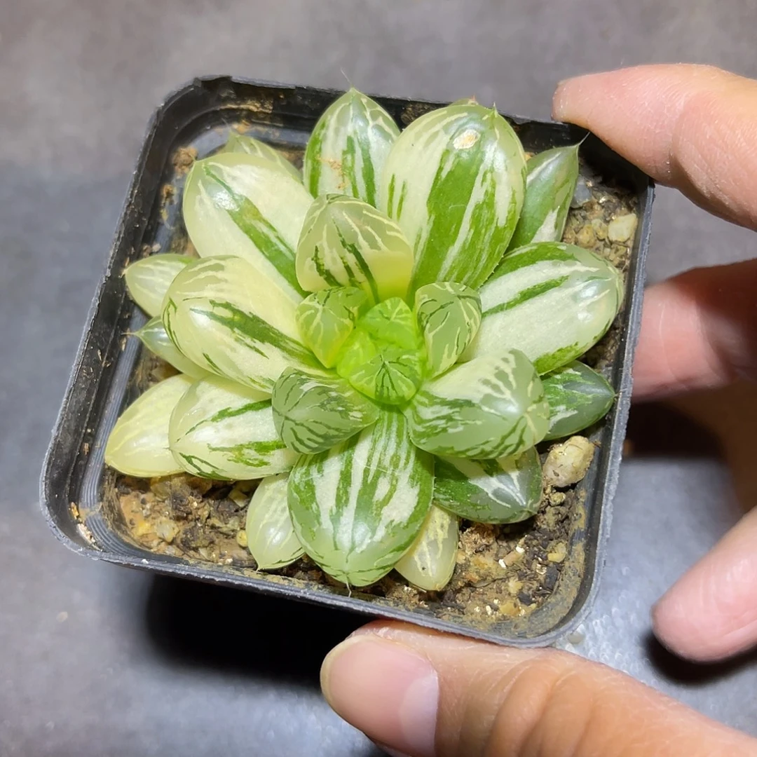 玉露拉丝锦一物一拍