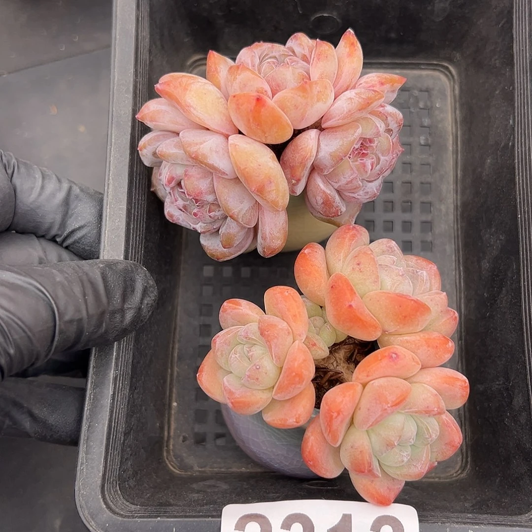 2313，三头冰玉＋三头星影带盆