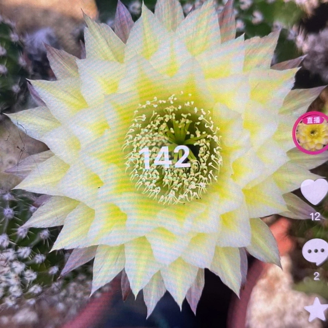 142品种球4公分黄白