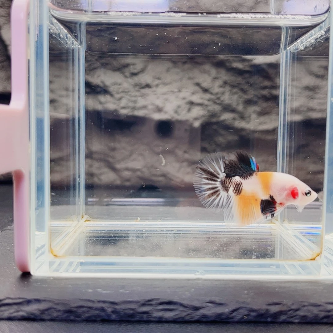 已***六海水鱼宙斯斗鱼竞拍09-24