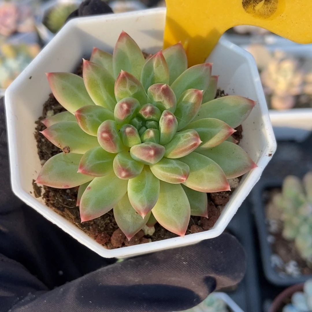 1928甲骨文多肉植物