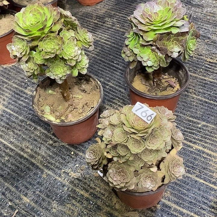 宠***无766，3棵多肉植物法师
