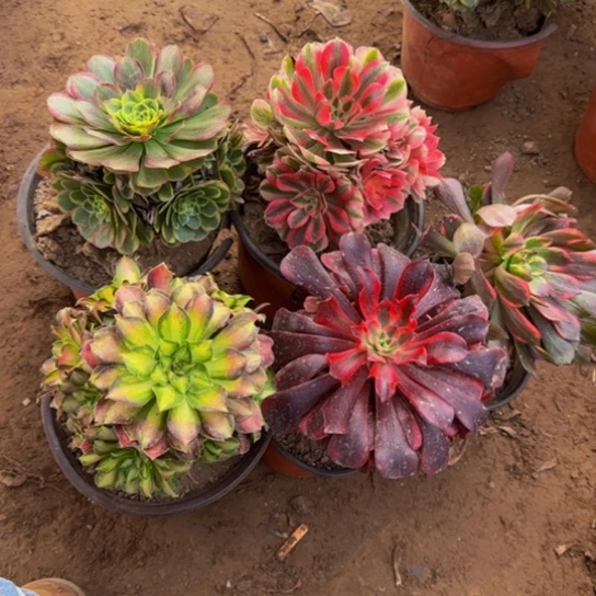 法师5棵组合19.8多肉植物