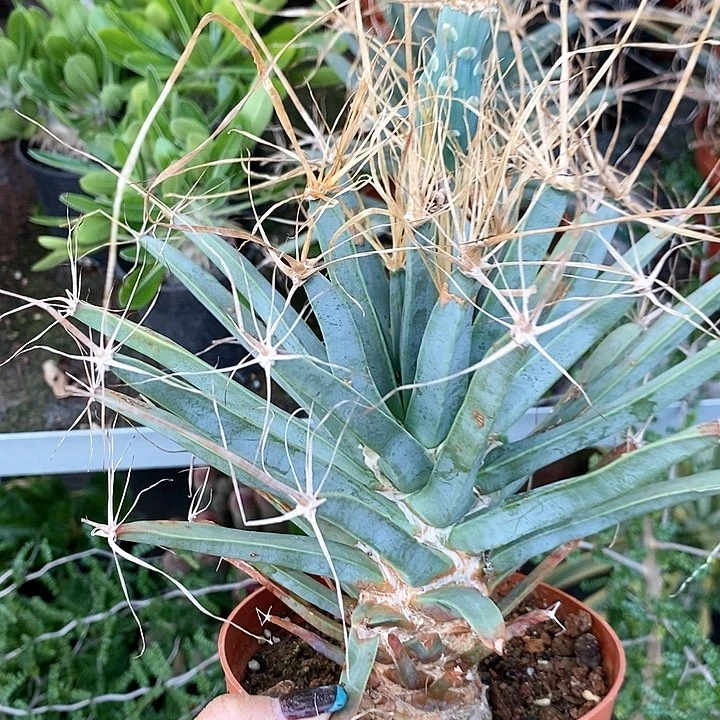 花花草草花花草草