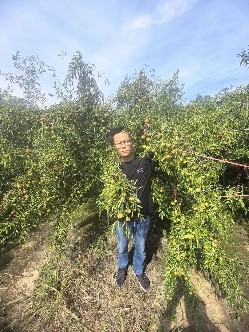 沾化冬枣买1箱送1箱到手10斤