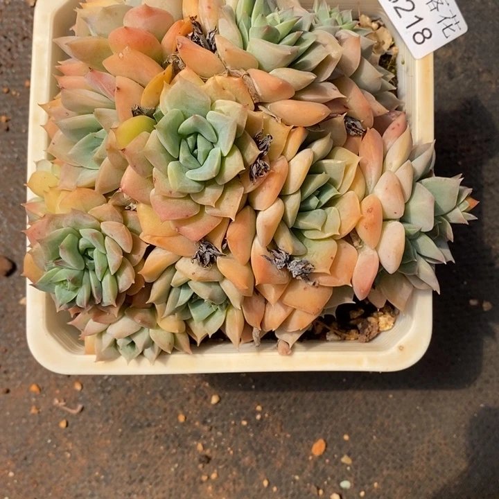 不****调精品多肉植物3218