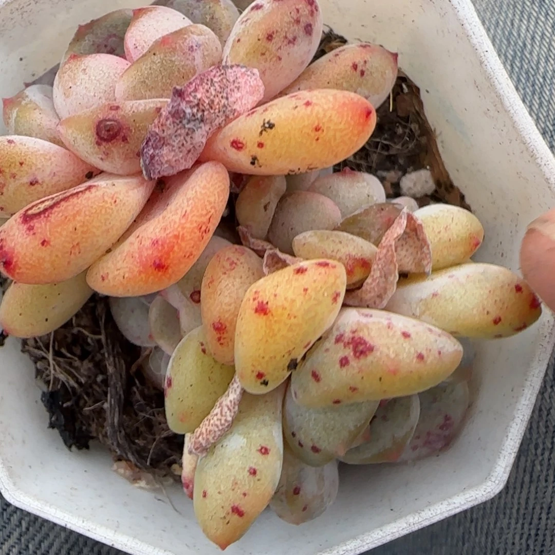 多肉小卡拉米糖心一物一拍