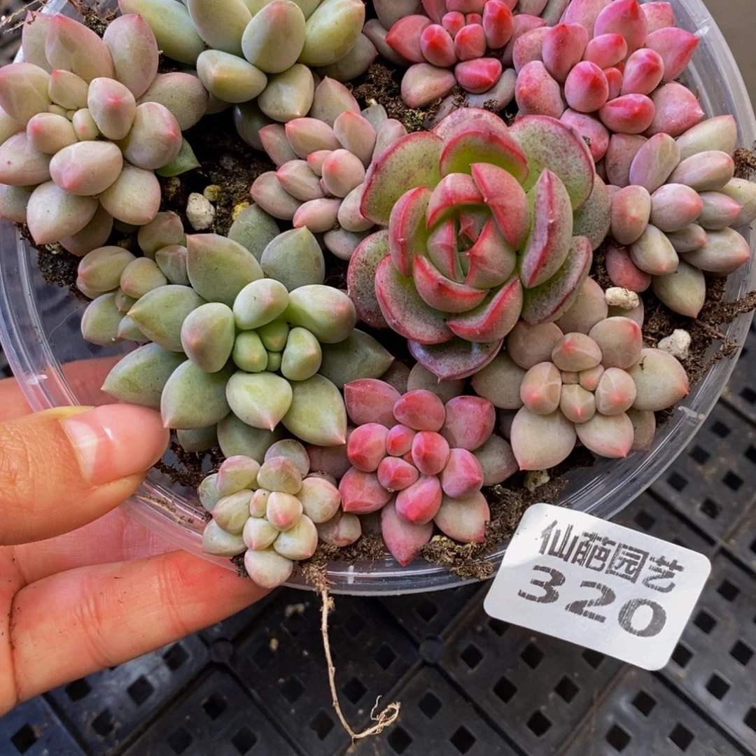 320多肉植物保护研究所所长助理