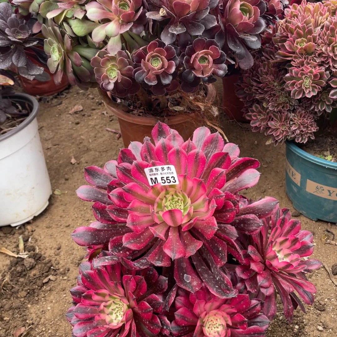 553红铜壶多肉法师断枝不包