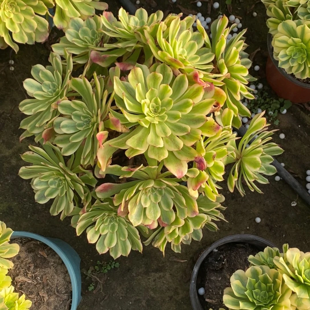 不开花植物661号沙皇多肉1颗多肉