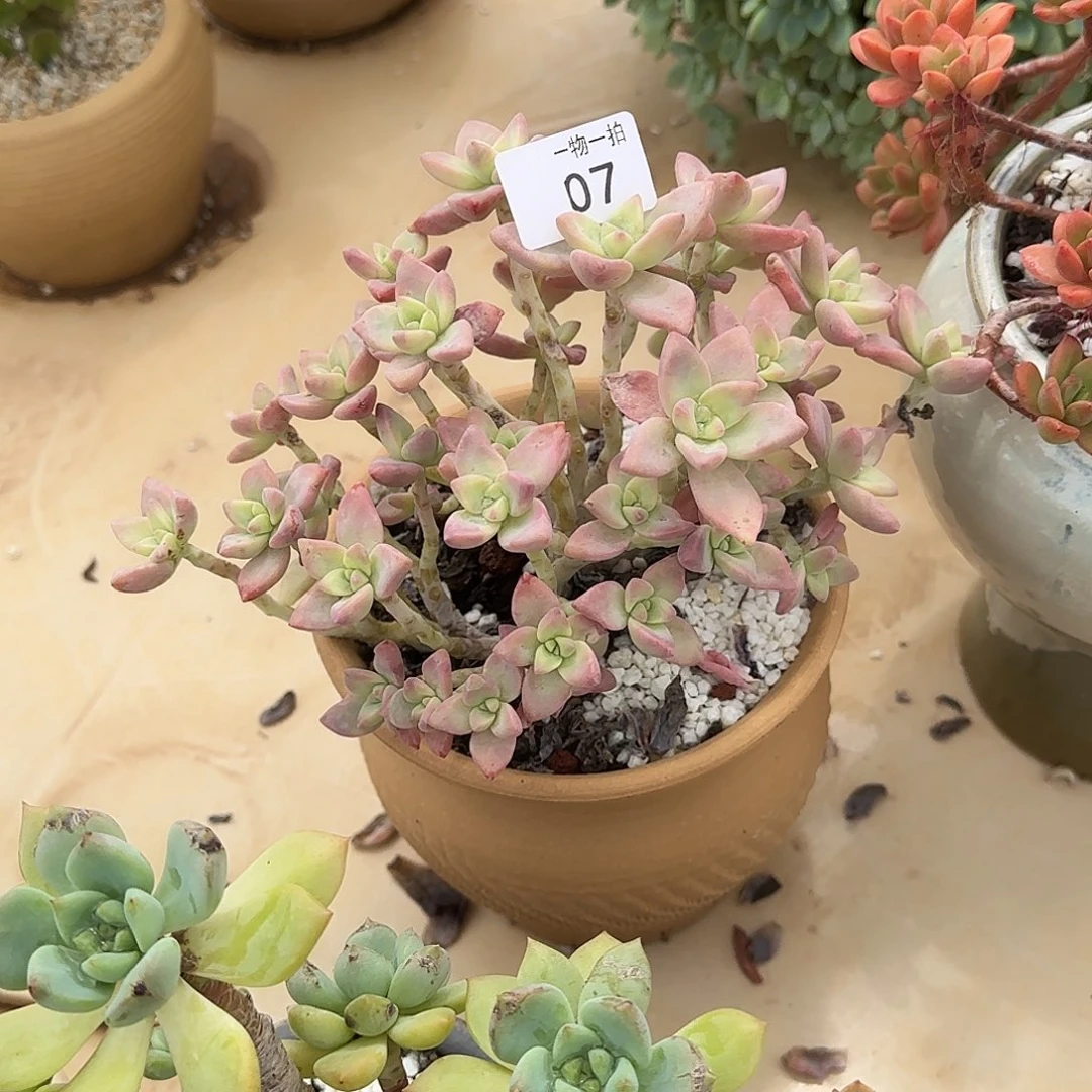 直*07号 一物一拍