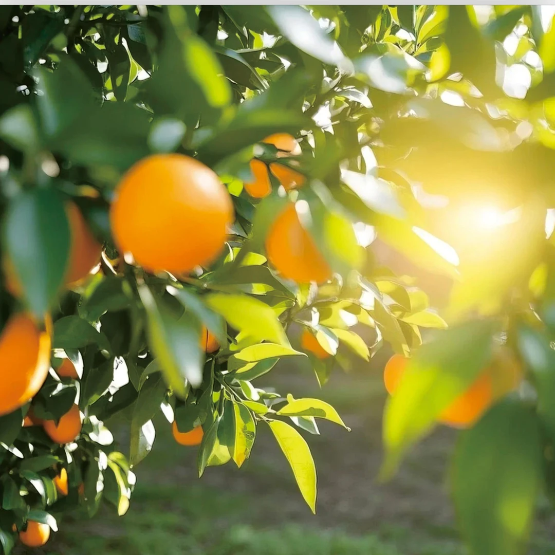正宗雷波脐橙现摘新鲜香甜爆汁果园直发当季水果