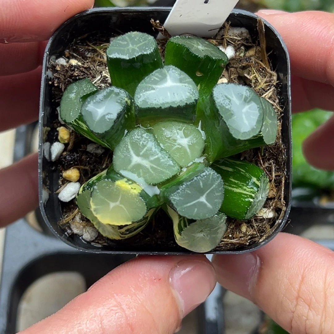 1玉龙万象锦一物一拍