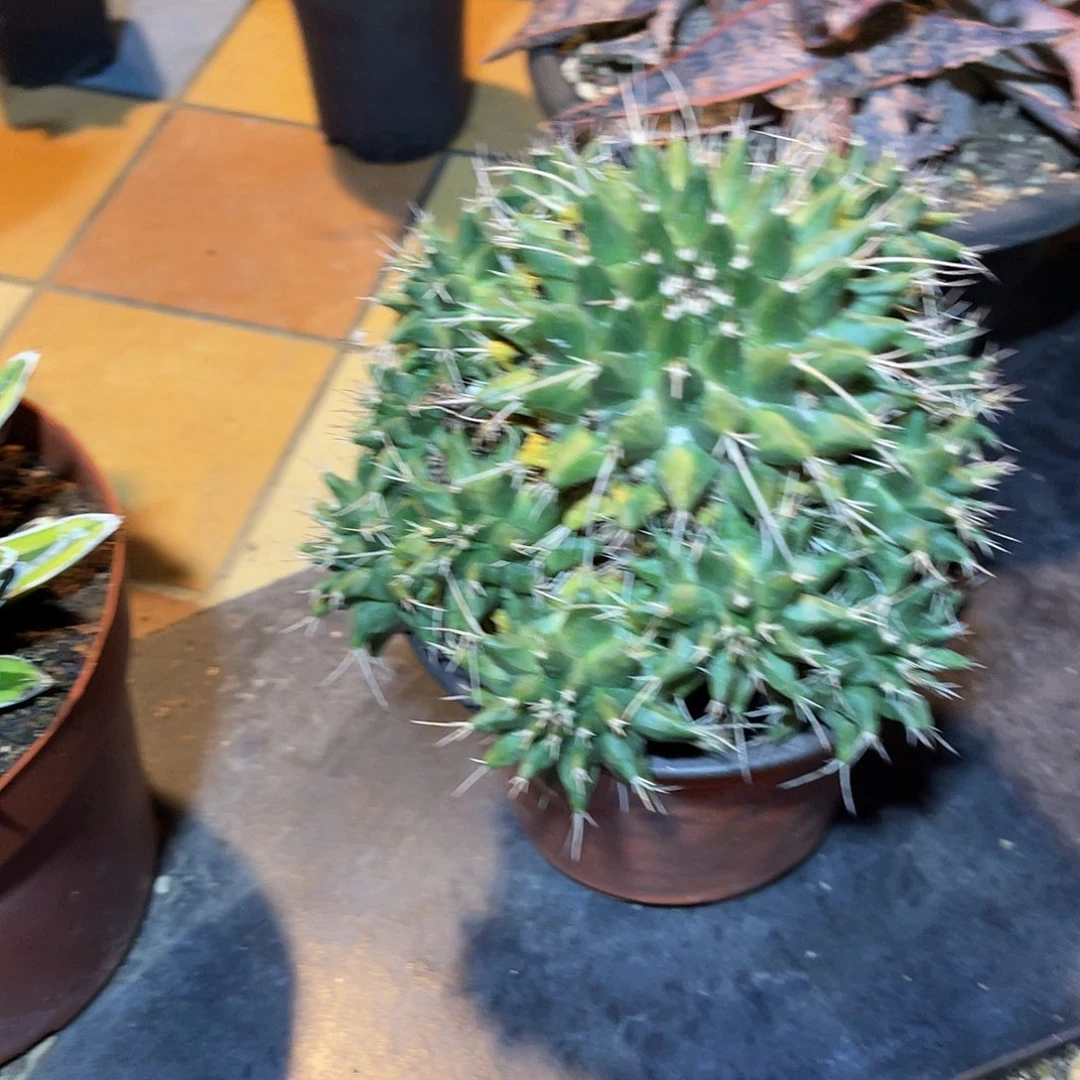 雪糕大群一物一拍