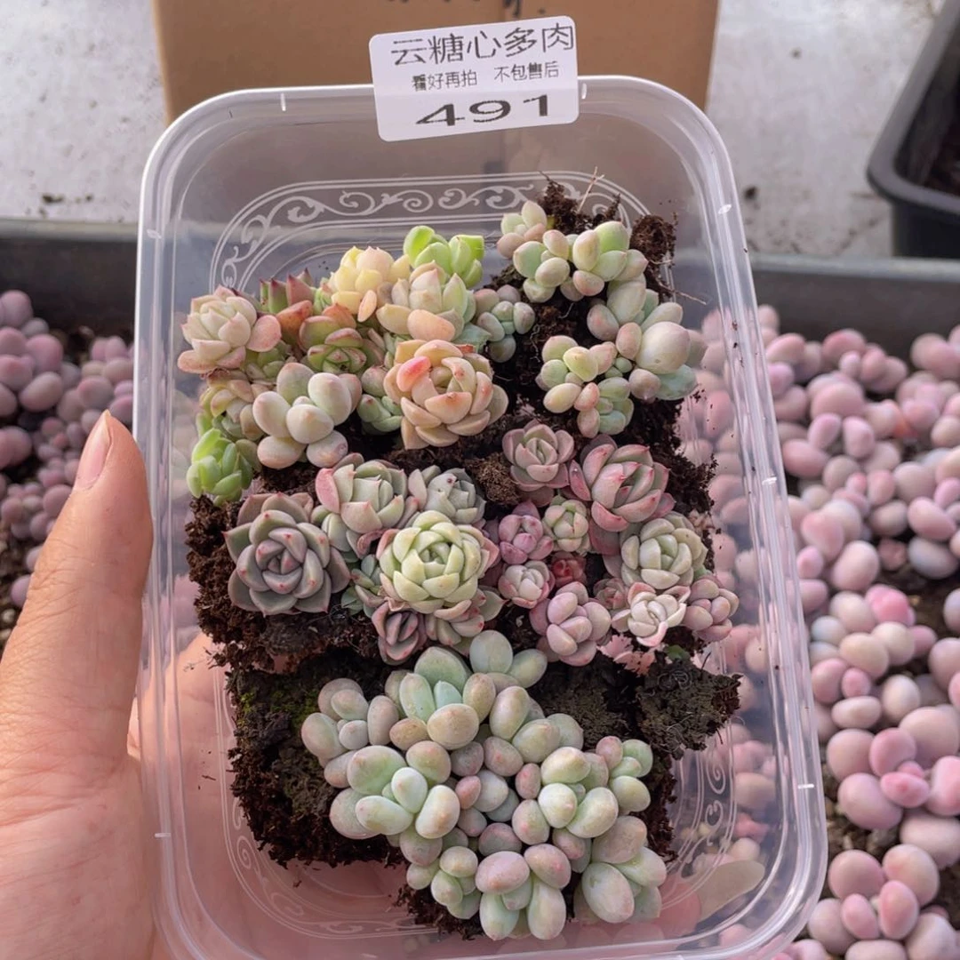 云糖心多肉植物491